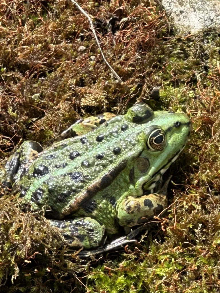 Nahaufnahme eines grünen Frosches im Moos