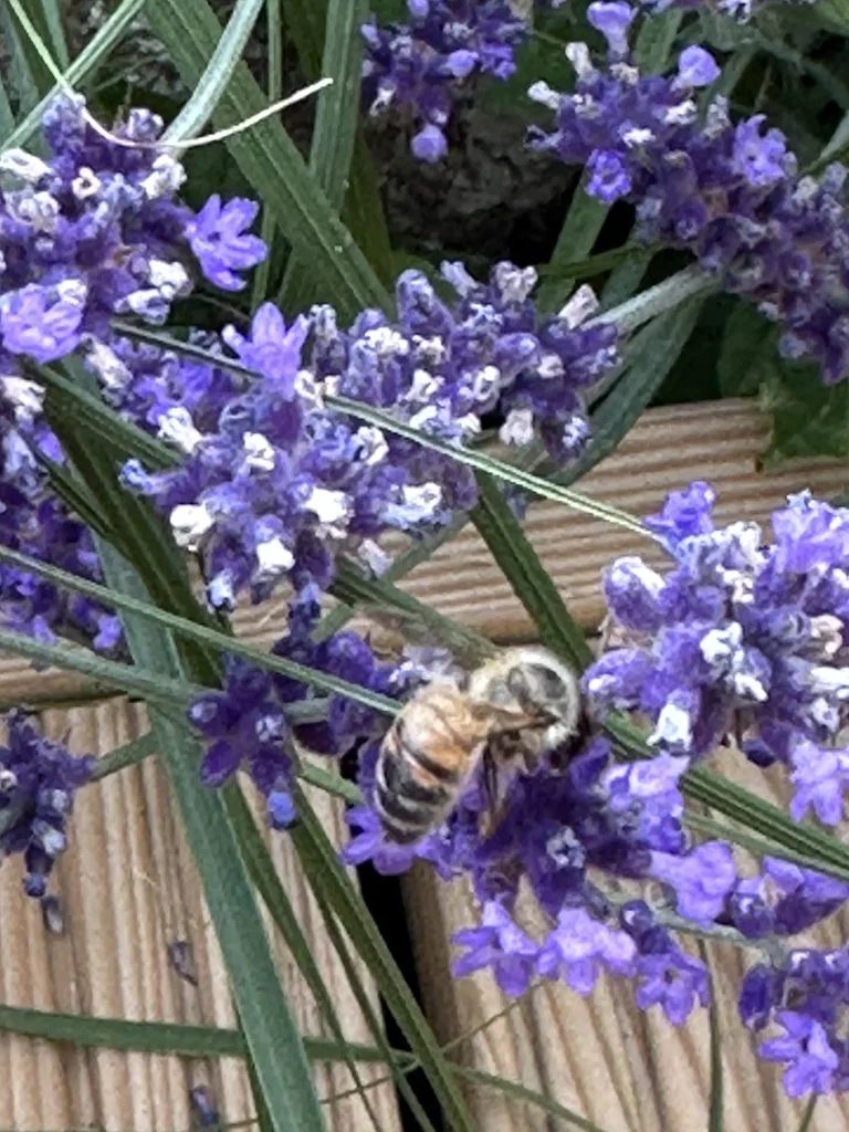 Honigbiene auf violettem Lavendel