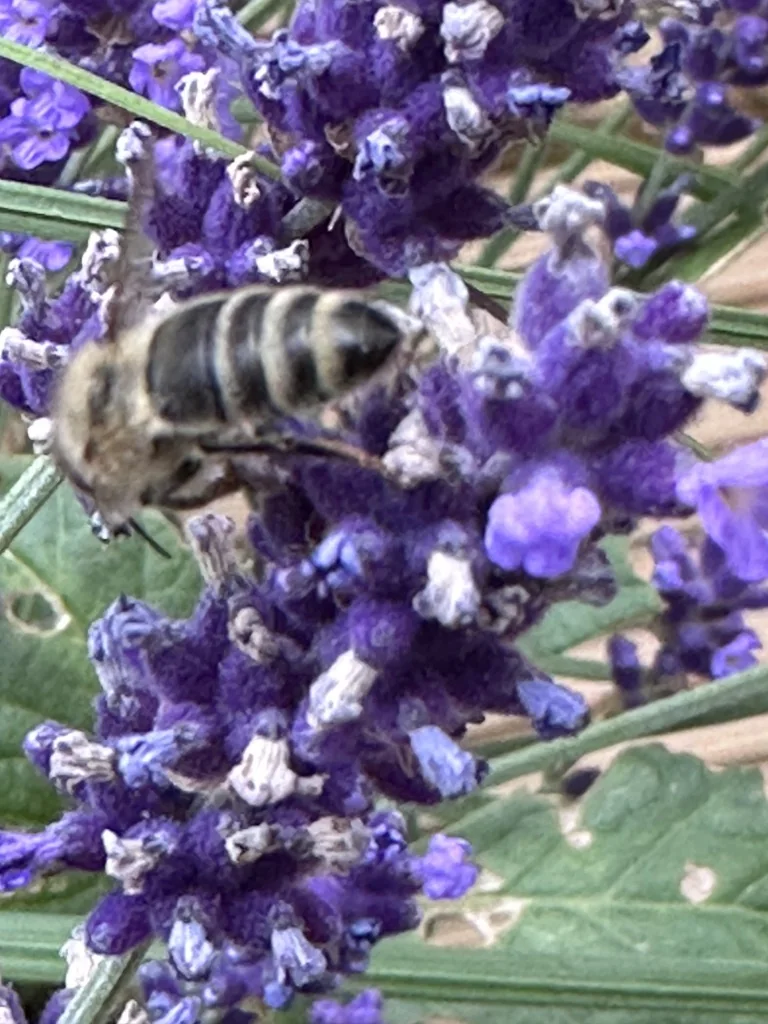 Biene zwischen den violetten Blüten des Lavendels