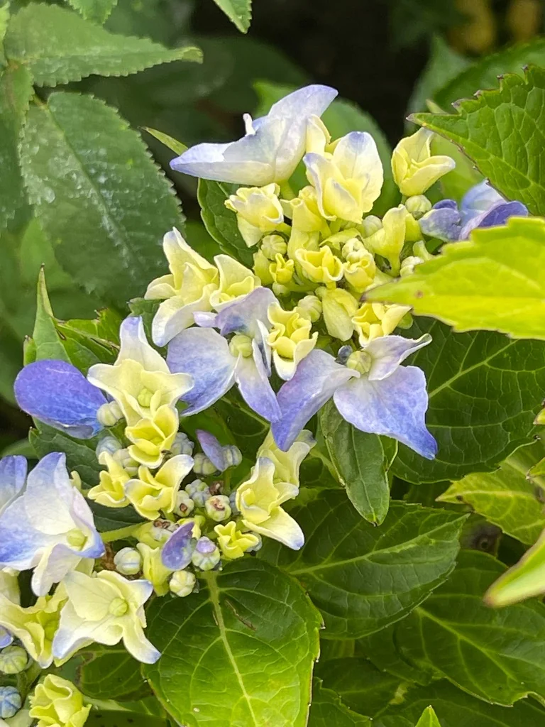 Blau-violette Blüten einer Gartenhortensie