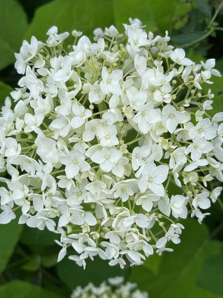 Großer weißer Blütenball einer Hortensie