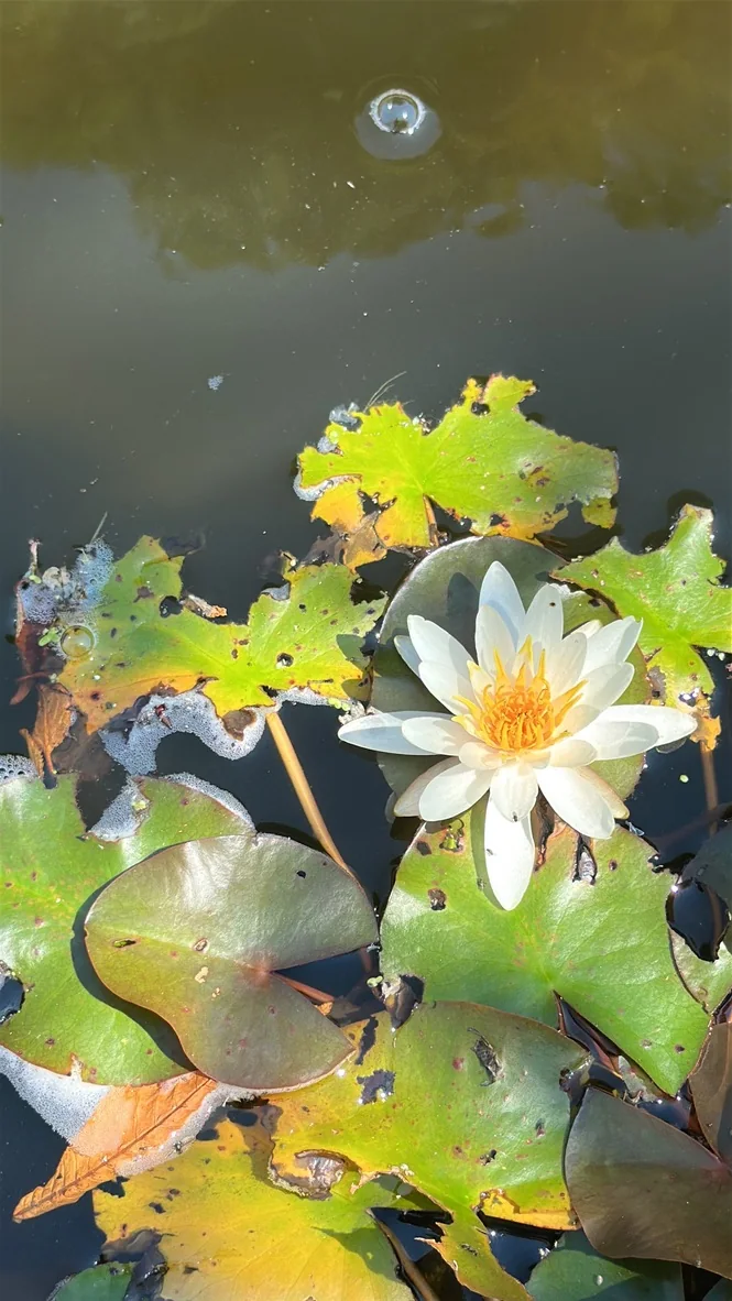 Weiße Seerose mit gelber Blütenmitte auf dem Gartenteich