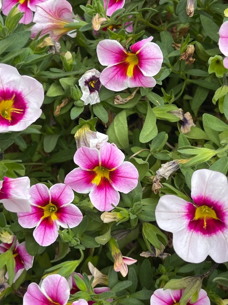 Rosa-weiße Blüten von Zauberglöckchen