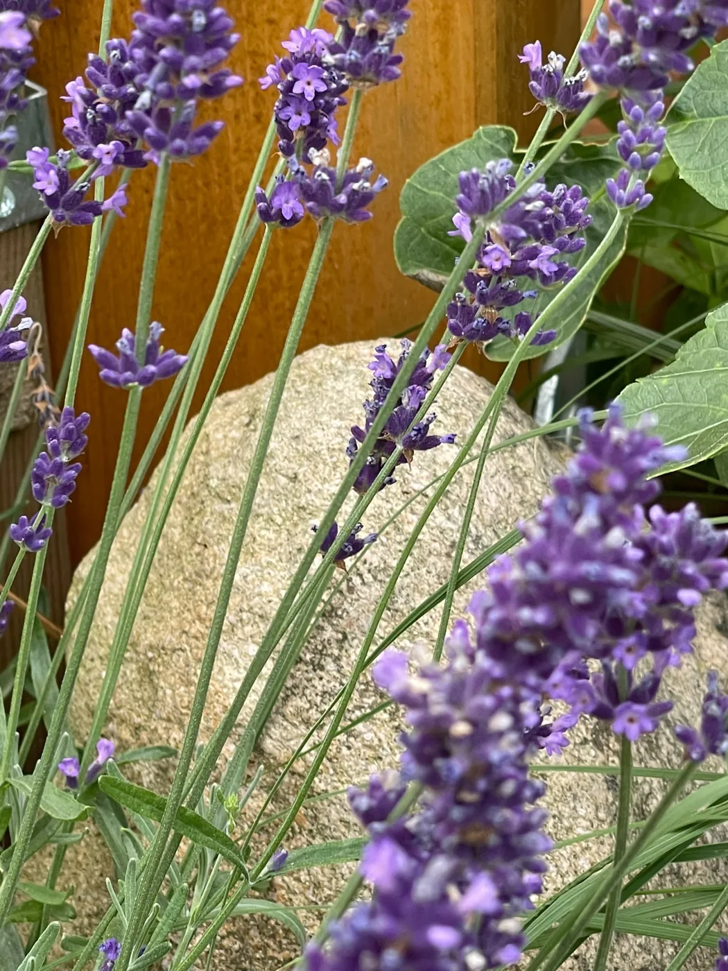 Violetter Lavendel