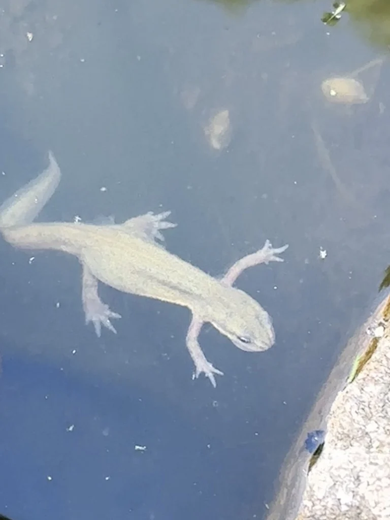 Molch im Wasser unseres Gartenteichs