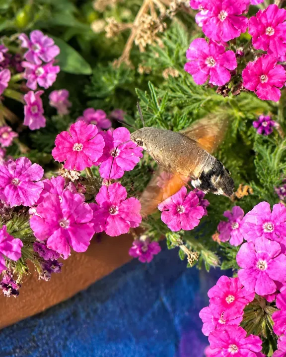 Ein kleiner „Kolibri“ zu Besuch im Garten