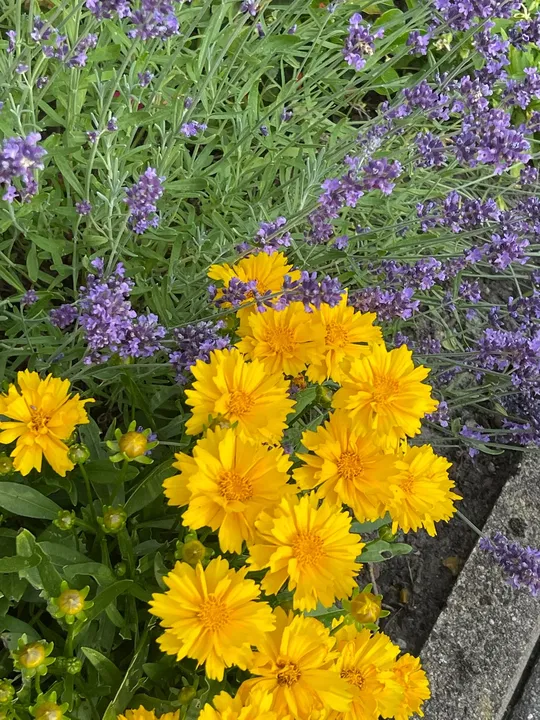 Mädchenauge und Lavendel