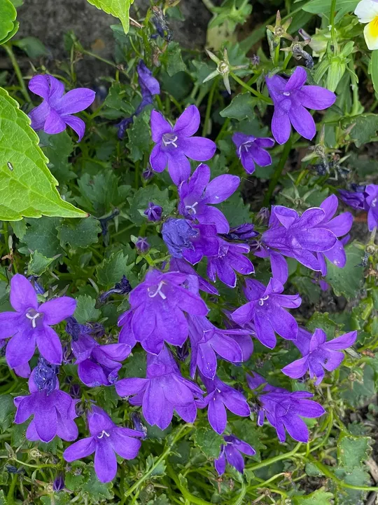 Glockenblumen