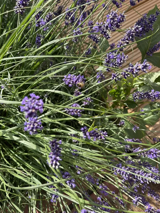 Lavendelblüten