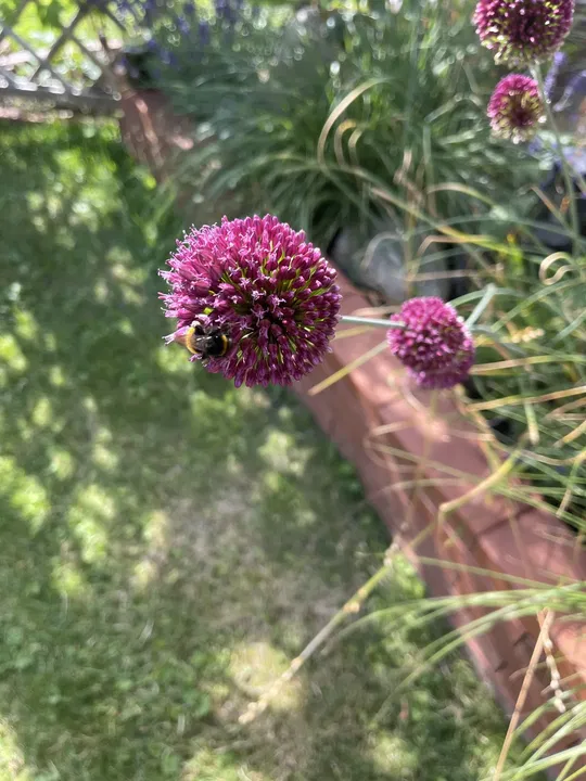 Zierlauch im Garten