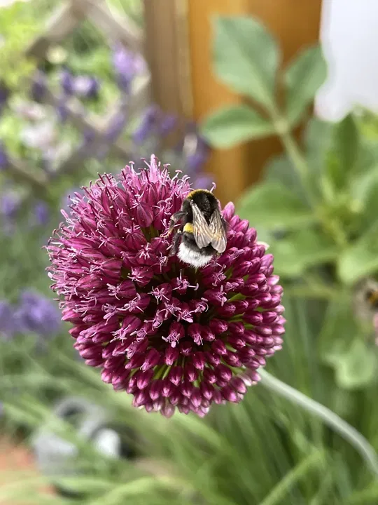 Hummel auf Zierlauch