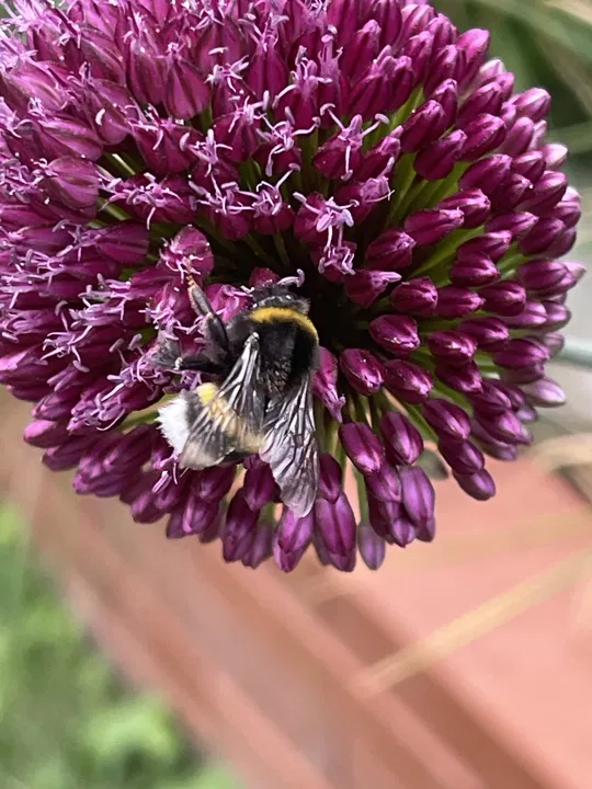Hummel bei der Nektarsuche