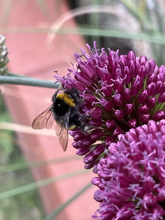 Hummel auf der Blüte