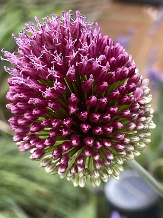 Zierlauch in voller Blüte