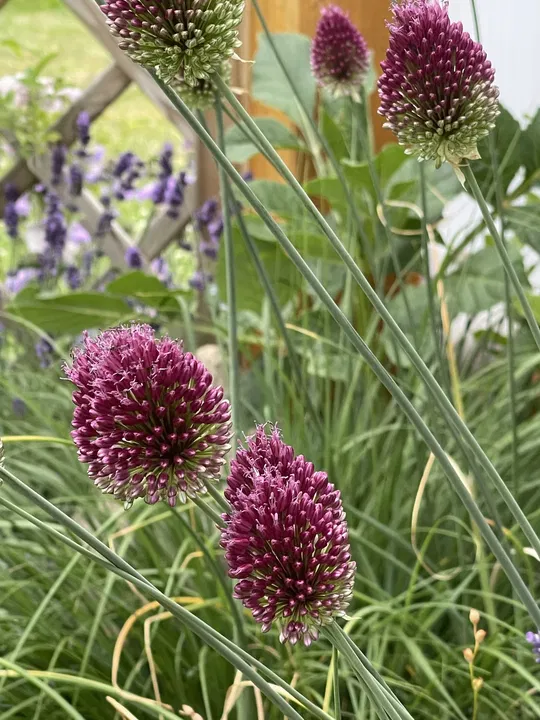 Zierlauch und Lavendel