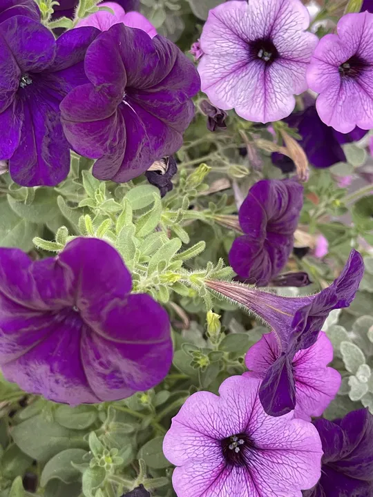 Violette Petunien