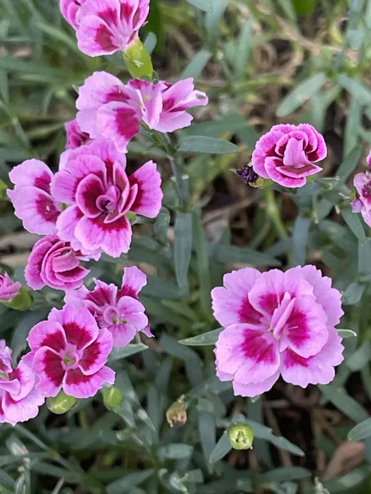 Gefüllte rosa Nelken
