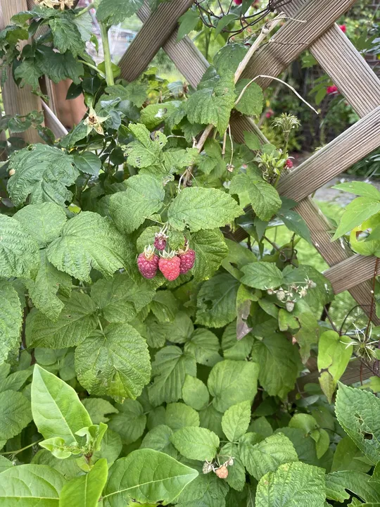 Himbeeren im Garten