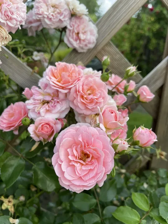 Rosa Kletterrosen