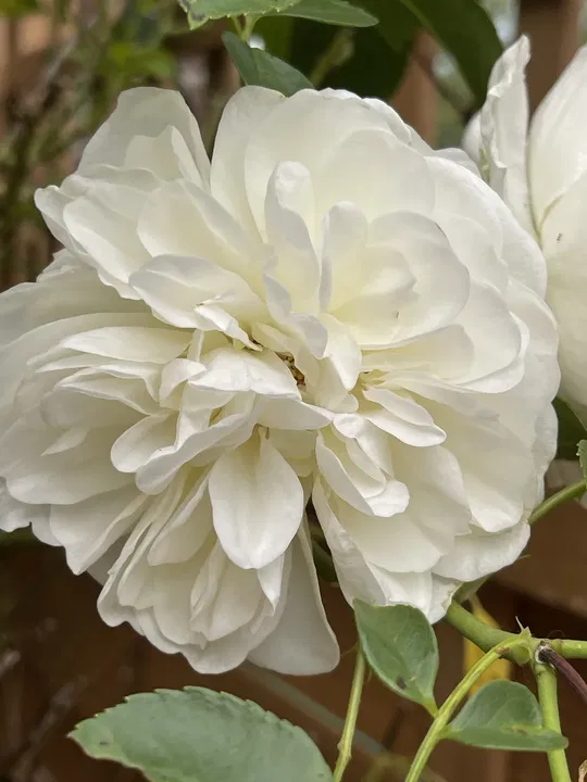 Weiße Rose