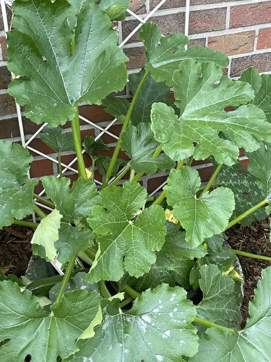 Zucchini im Beet