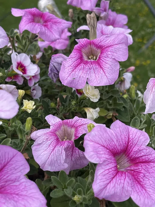 Rosa Petunien