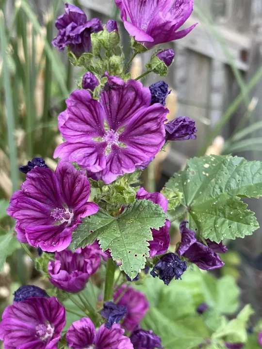 Violette Malve