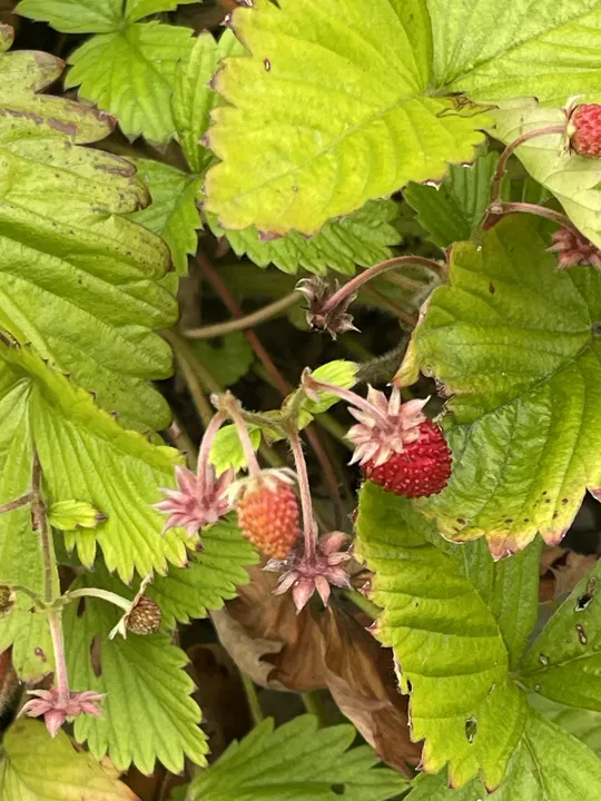 Walderdbeeren