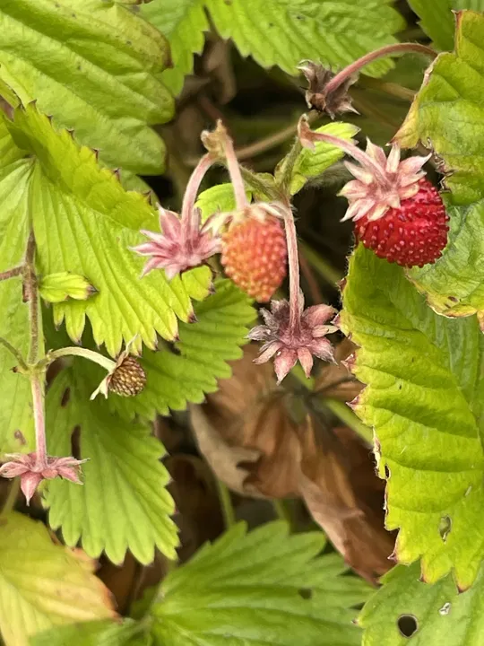 Reifende Walderdbeeren