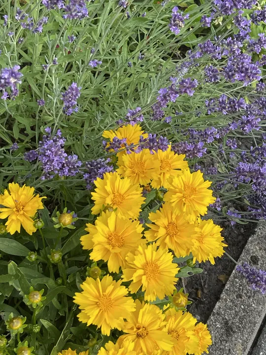 Mädchenauge und Lavendel