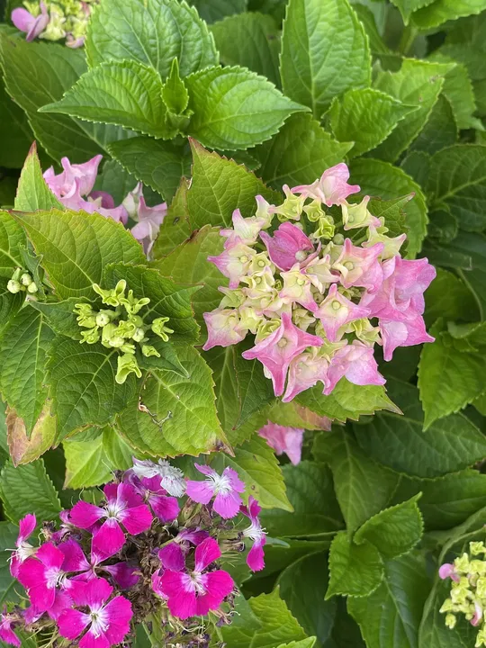 Hortensie mit Sommerblumen