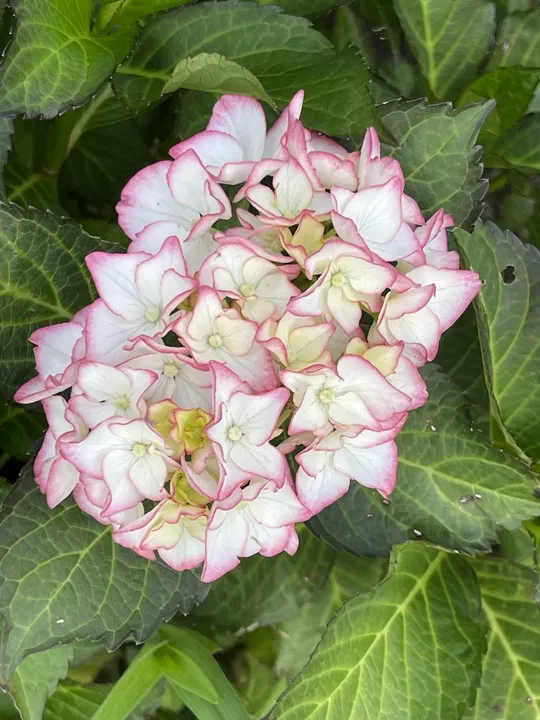 Junge Hortensienblüte