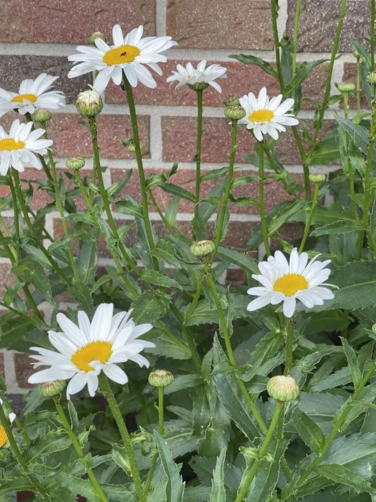 Margeriten