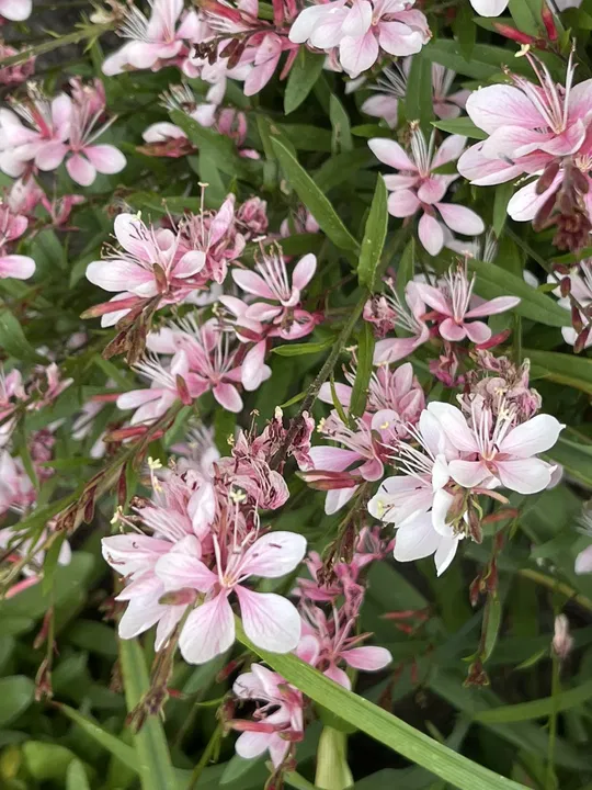 Diptam in Blüte