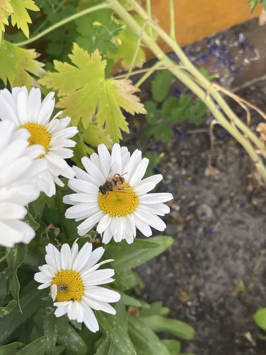 Weiße Margeriten