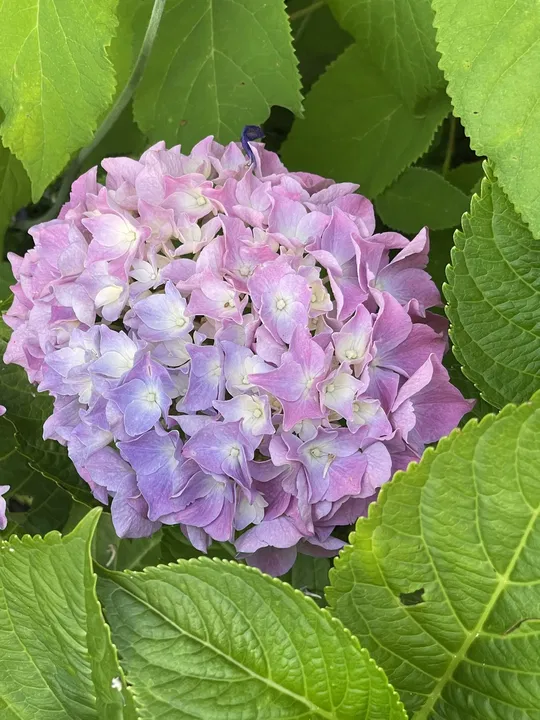 Blaue Hortensie