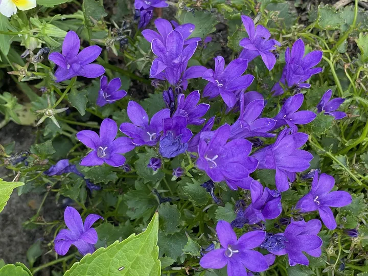 Blaue Glockenblumen