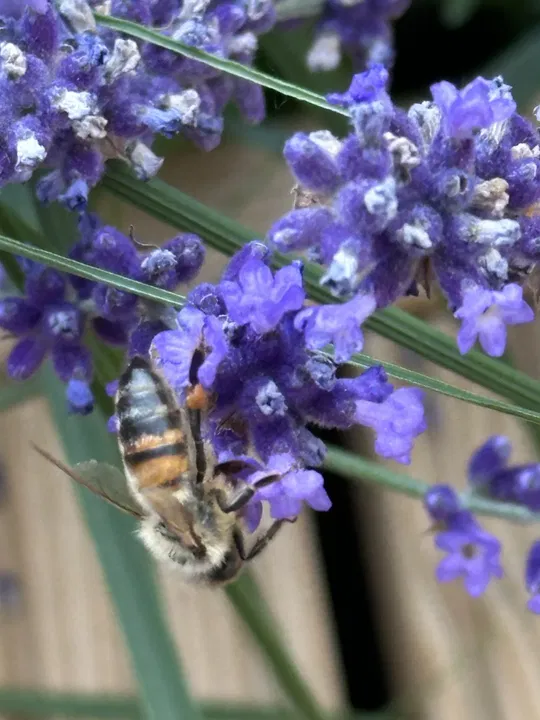 Biene am Lavendel