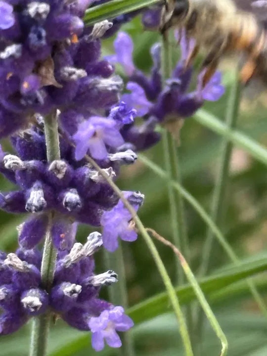 Biene zwischen Lavendelblüten
