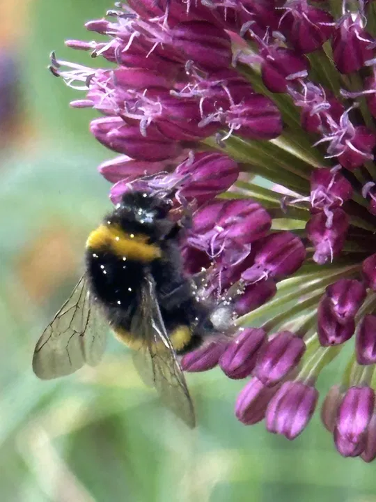 Hummel am Zierlauch