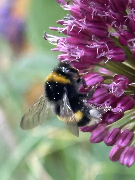 Hummel auf Zierlauch