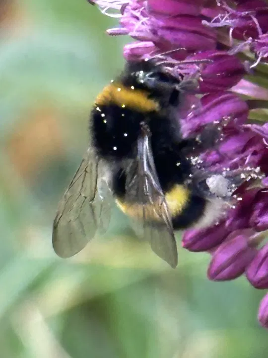 Hummel bei der Nektarsuche