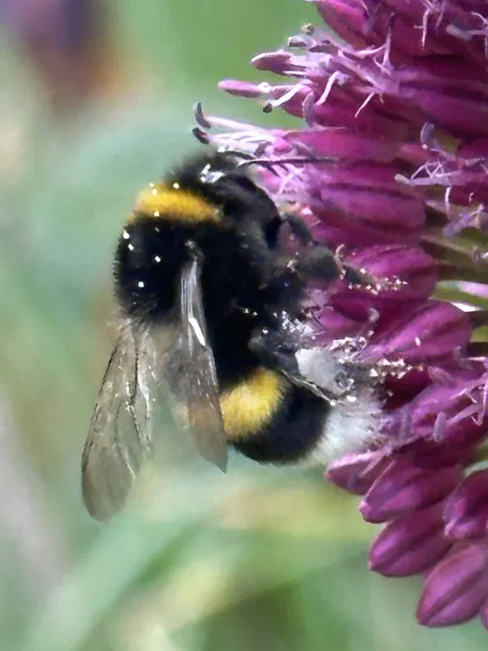 Hummel aus der Nähe