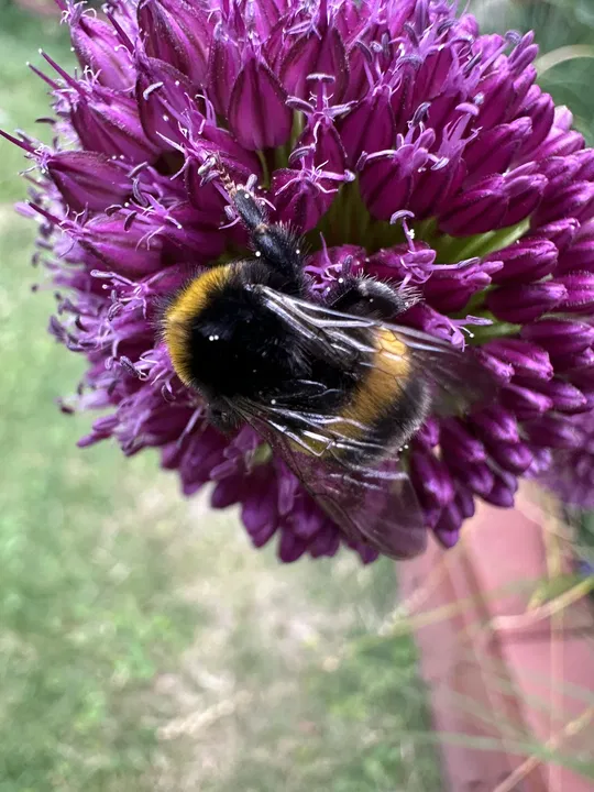 Hummel zwischen den Blüten
