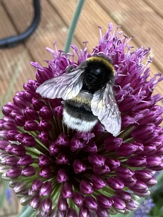 Hummel von oben