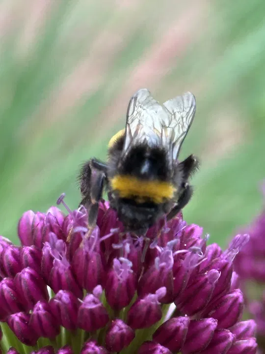 Hummel hebt ab