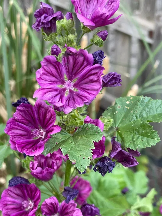 Violette Malve