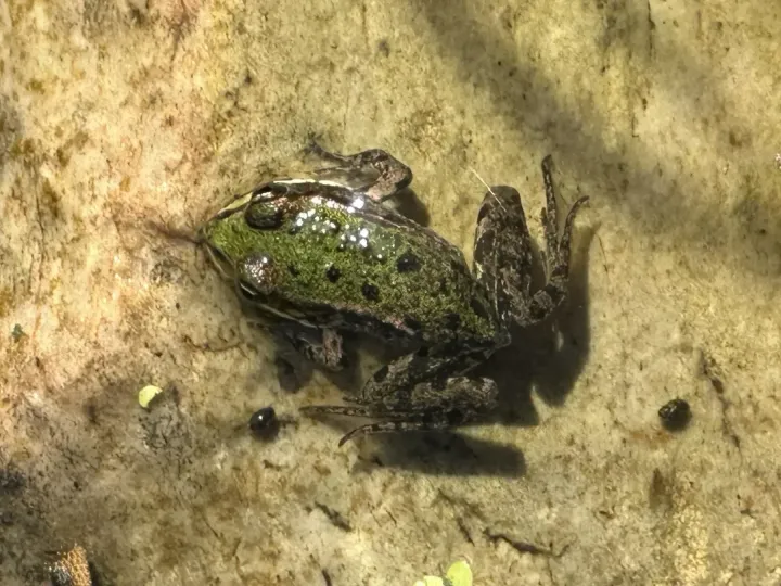 Frosch Nachwuchs