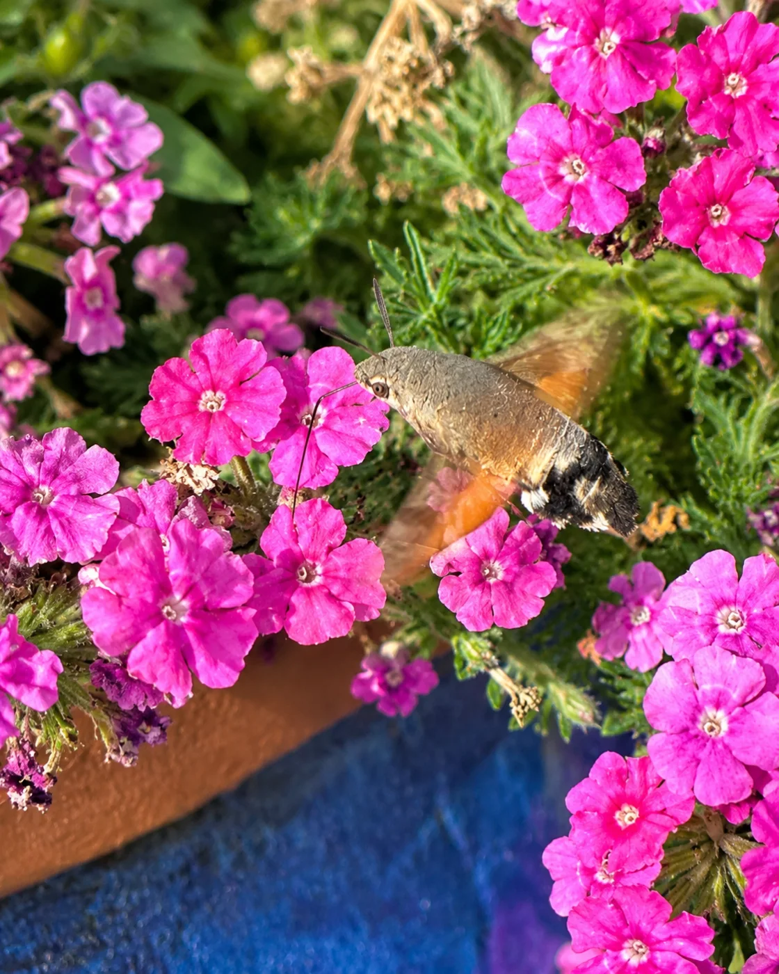 Ein kleiner „Kolibri“ zu Besuch im Garten